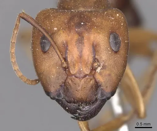 Camponotus maculatus - CASENT0905335