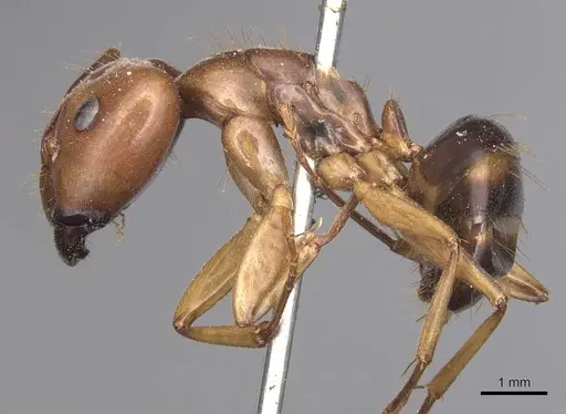 Camponotus maculatus - CASENT0905335