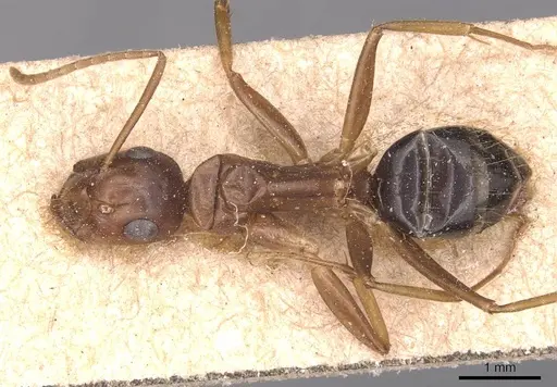 Camponotus maculatus - CASENT0905336