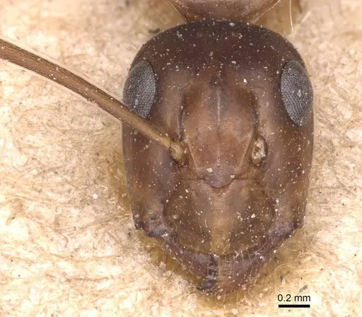 Camponotus maculatus - CASENT0905336