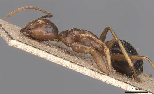 Camponotus maculatus - CASENT0905336