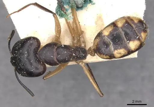 Camponotus maculatus - CASENT0910049