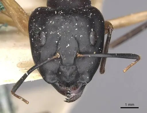 Camponotus maculatus - CASENT0910049