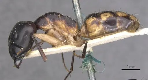 Camponotus maculatus - CASENT0910049