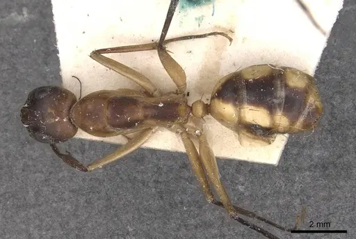 Camponotus maculatus - CASENT0910050