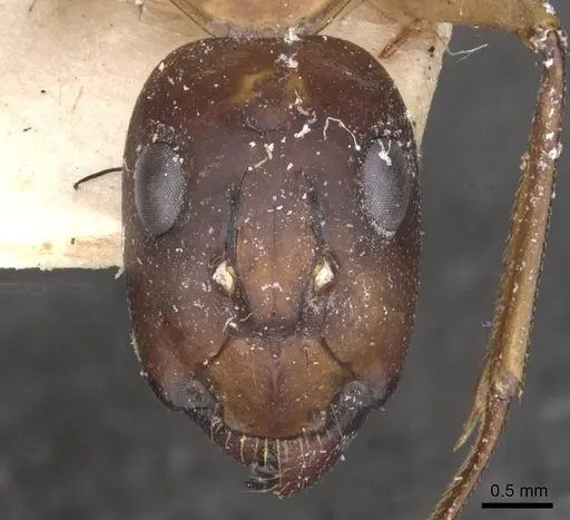 Camponotus maculatus - CASENT0910050