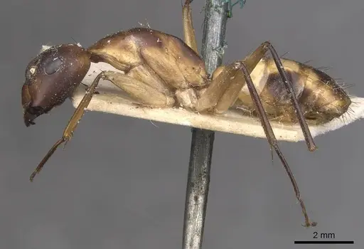 Camponotus maculatus - CASENT0910050