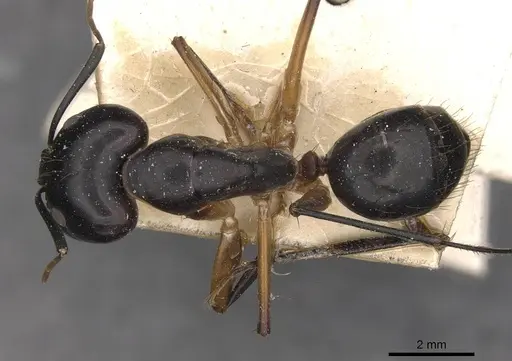 Camponotus maculatus - CASENT0910051