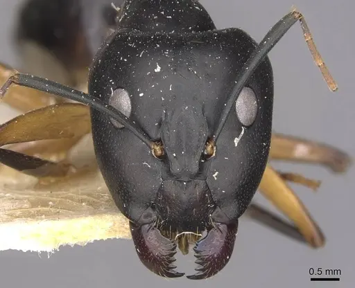 Camponotus maculatus - CASENT0910051