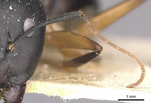 Camponotus maculatus - CASENT0910051