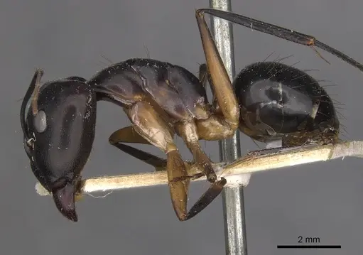 Camponotus maculatus - CASENT0910051