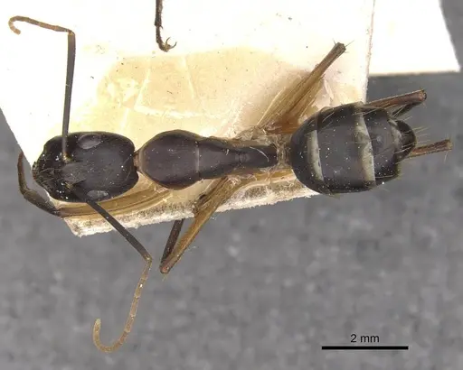 Camponotus maculatus - CASENT0910052