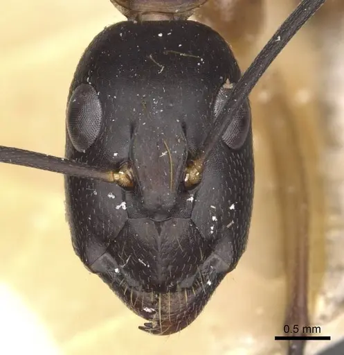 Camponotus maculatus - CASENT0910052