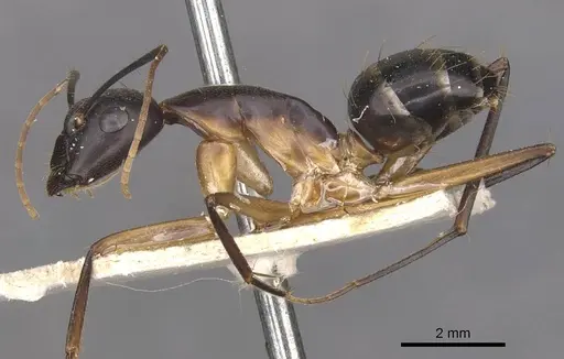 Camponotus maculatus - CASENT0910052