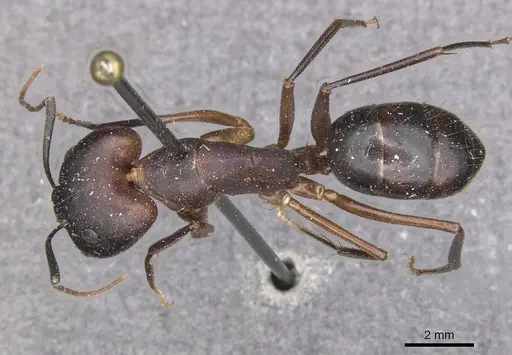 Camponotus maculatus - CASENT0910053