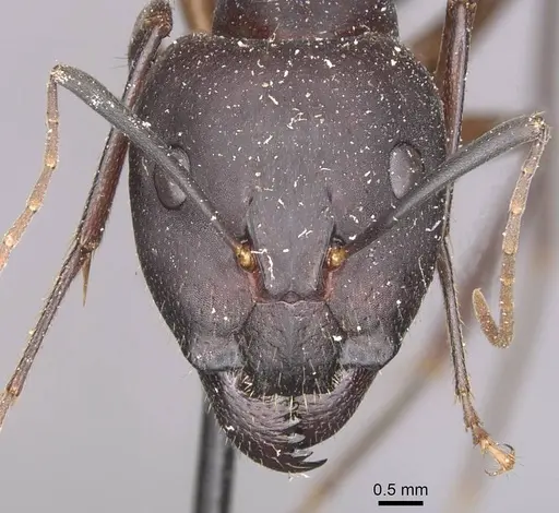 Camponotus maculatus - CASENT0910053