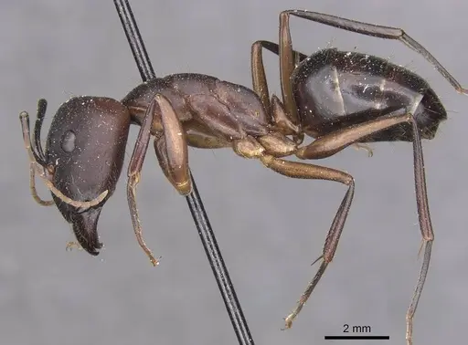 Camponotus maculatus - CASENT0910053