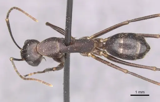 Camponotus maculatus - CASENT0910054