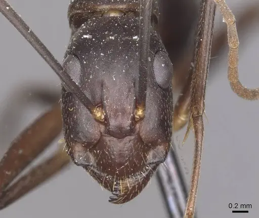 Camponotus maculatus - CASENT0910054