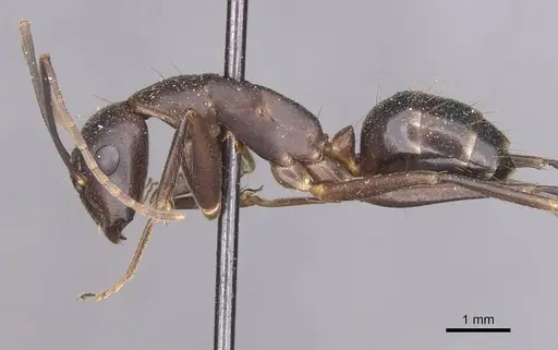 Camponotus maculatus - CASENT0910054