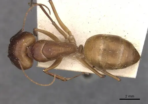 Camponotus maculatus - CASENT0910055