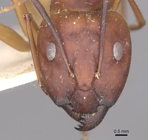 Camponotus maculatus - CASENT0910055