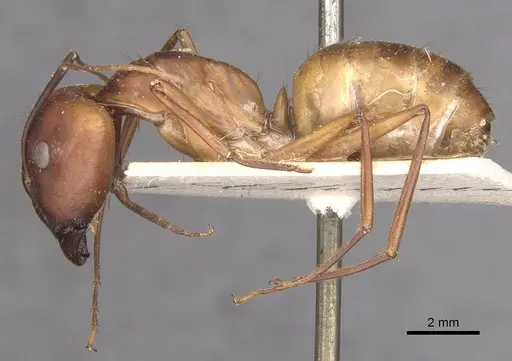 Camponotus maculatus - CASENT0910055