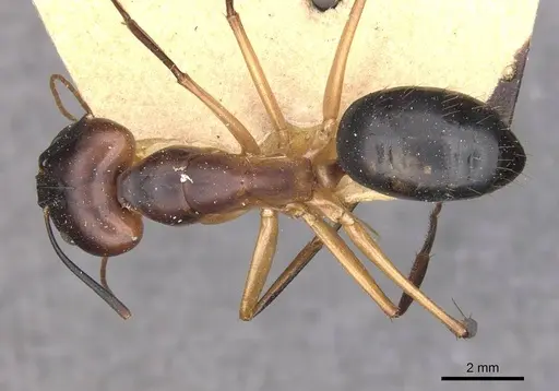 Camponotus maculatus - CASENT0910056