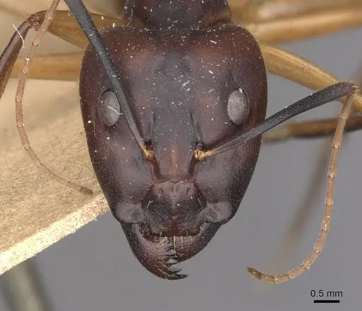 Camponotus maculatus - CASENT0910056