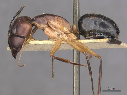 Camponotus maculatus - CASENT0910056