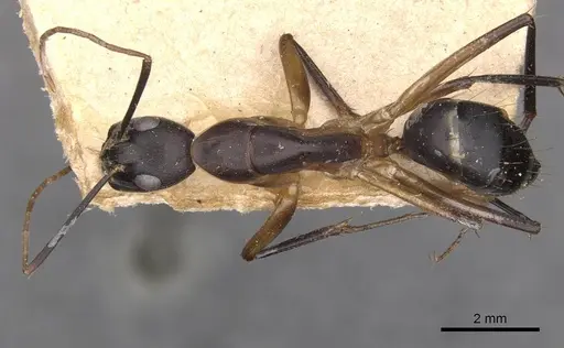 Camponotus maculatus - CASENT0910057