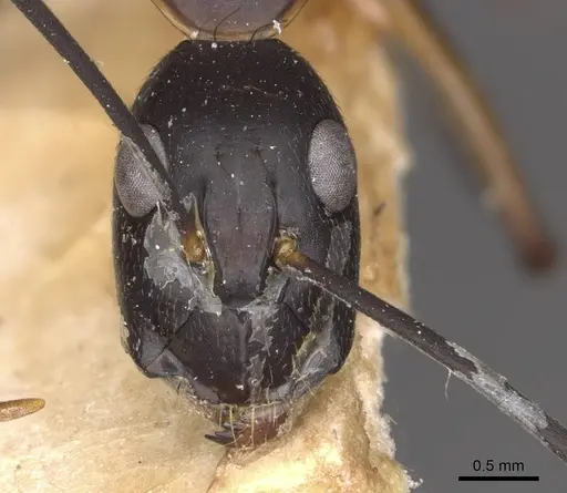 Camponotus maculatus - CASENT0910057