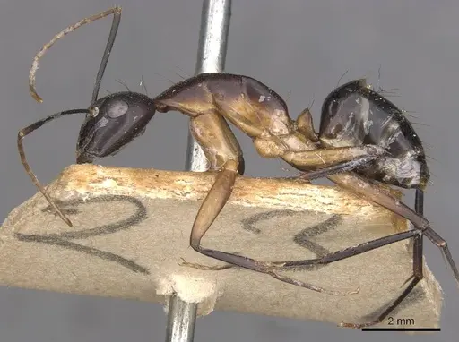 Camponotus maculatus - CASENT0910057