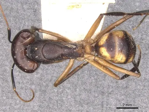 Camponotus maculatus - CASENT0910060