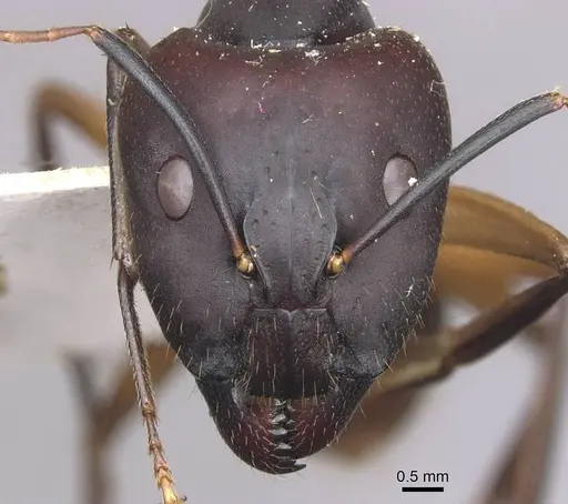 Camponotus maculatus - CASENT0910060