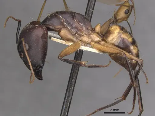 Camponotus maculatus - CASENT0910060