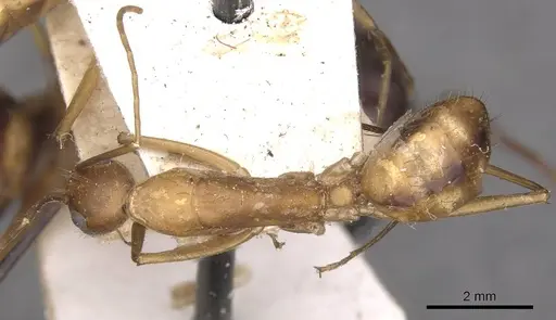Camponotus maculatus - CASENT0910061