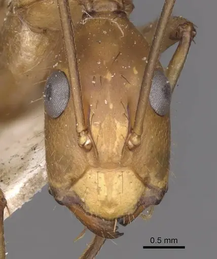 Camponotus maculatus - CASENT0910061