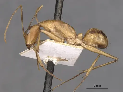 Camponotus maculatus - CASENT0910061