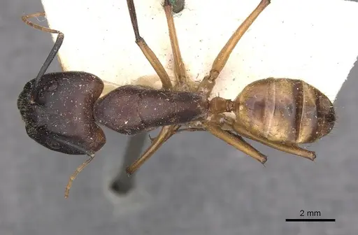 Camponotus maculatus - CASENT0910062