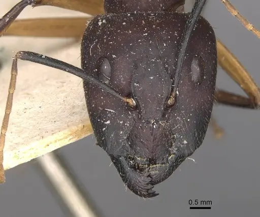 Camponotus maculatus - CASENT0910062