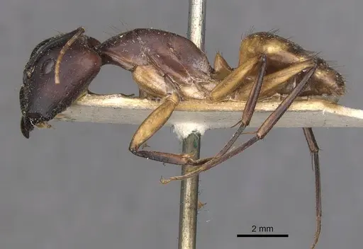 Camponotus maculatus - CASENT0910062