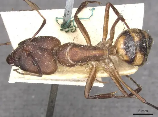 Camponotus maculatus - CASENT0910063