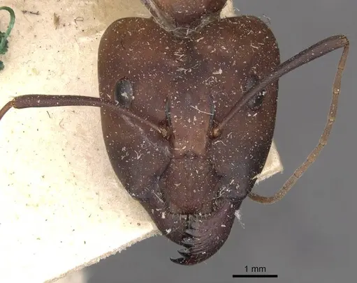 Camponotus maculatus - CASENT0910063