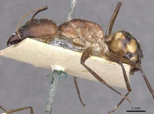 Camponotus maculatus - CASENT0910063