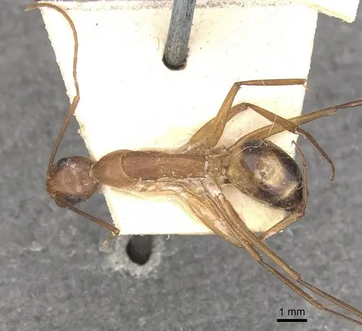 Camponotus maculatus - CASENT0910064