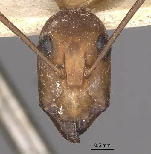 Camponotus maculatus - CASENT0910064