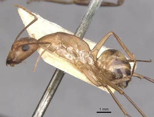 Camponotus maculatus - CASENT0910064