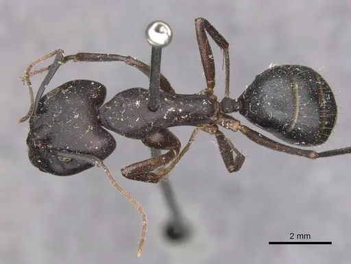 Camponotus maculatus - CASENT0910065