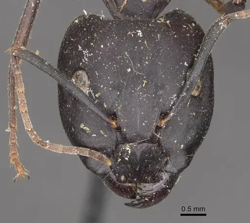 Camponotus maculatus - CASENT0910065
